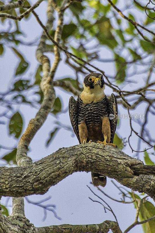 蝙蝠隼(Falco rufigularis)是一种猎鹰，是热带墨西哥、中南美洲的一种驻地繁殖者。发现于巴西潘塔纳尔地区。